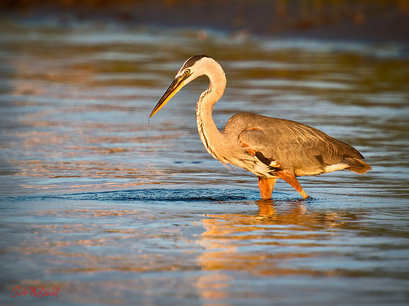 Heron on the Hunt