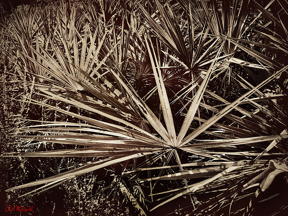 Palmeto plant bw