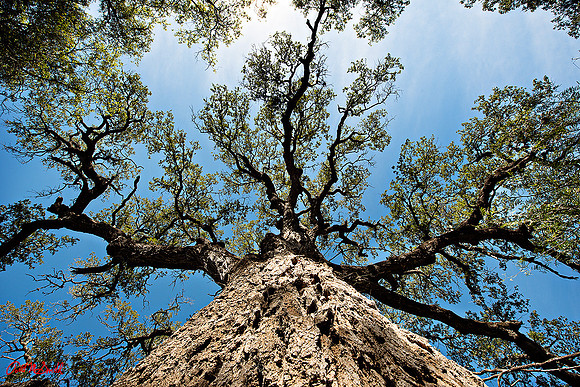 OLd oak from below