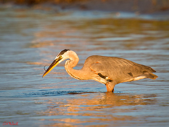 Heron on the Hunt 2