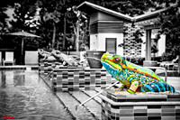 Frog Pool