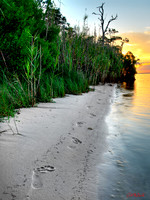 foot prints in the sand