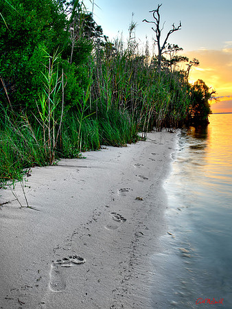 foot prints in the sand