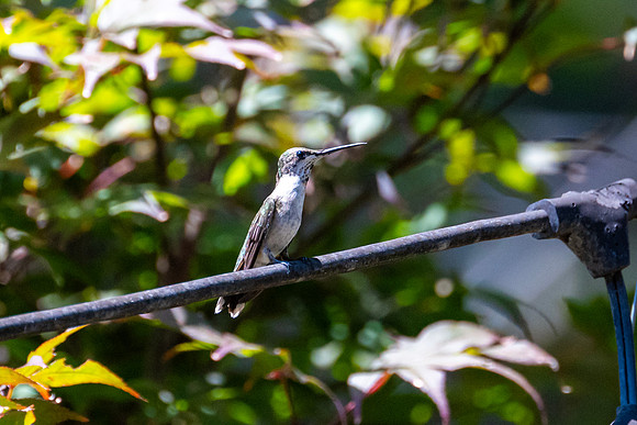 DSC_5237